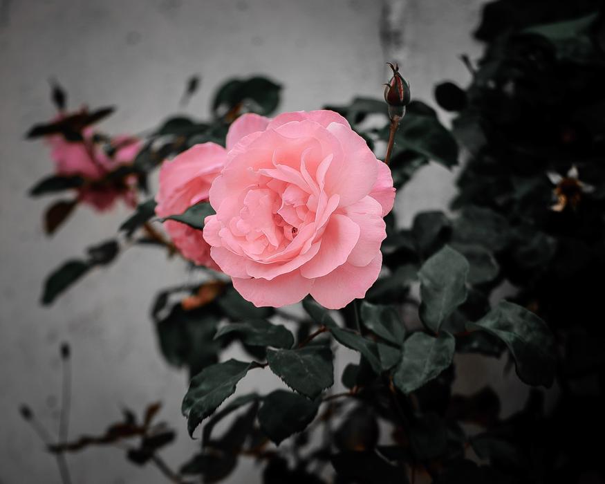 Flower Rose Nature