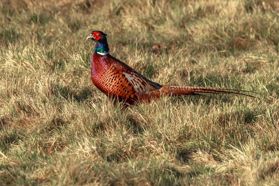 Nature Wildlife Bird