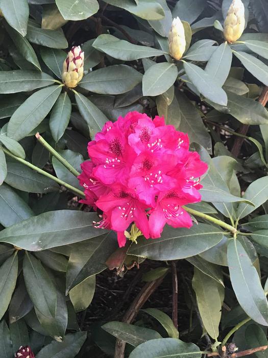 Flower Plant Blossom