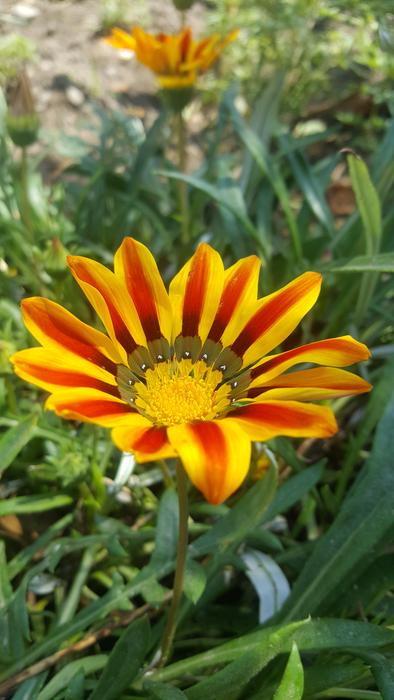 Nature Plant Flower