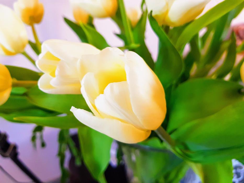 Tulips Flowers Bloom