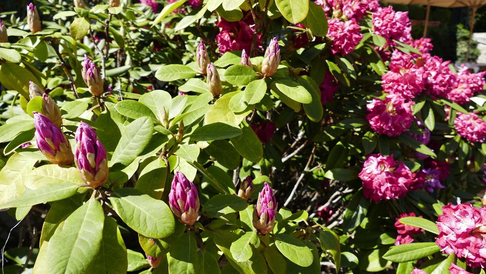 a large bush with pink flowers in spring