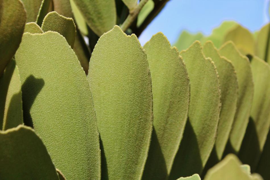Plant Leaf Green