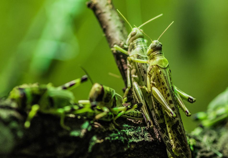 green grasshoppers on a branch