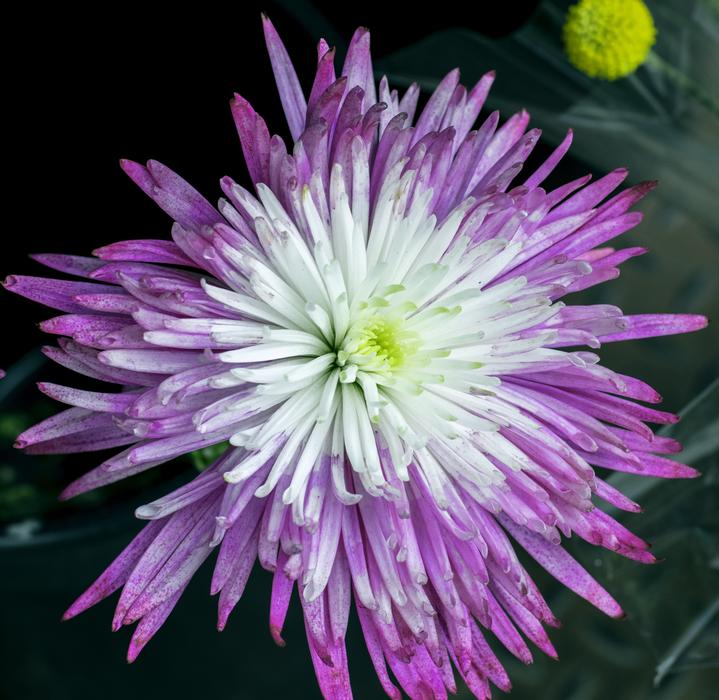 Flower Purple White