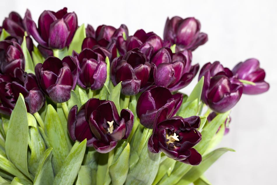 Tulip Flower Nature