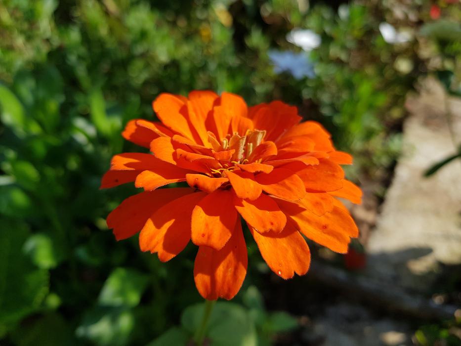 Orange Flower Spring