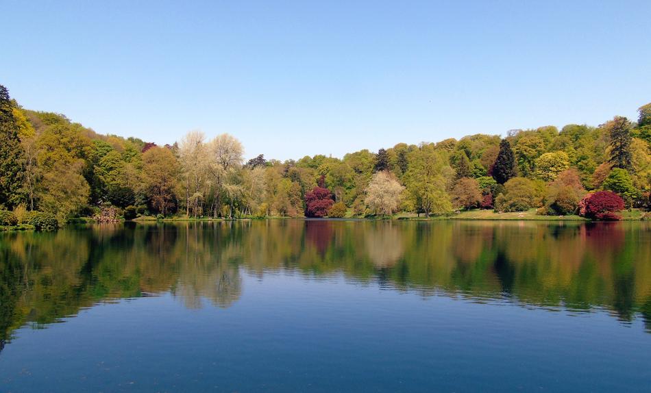 Lake Trees Tree