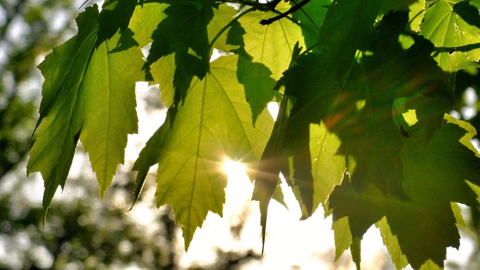 Sunlight Green Leaf