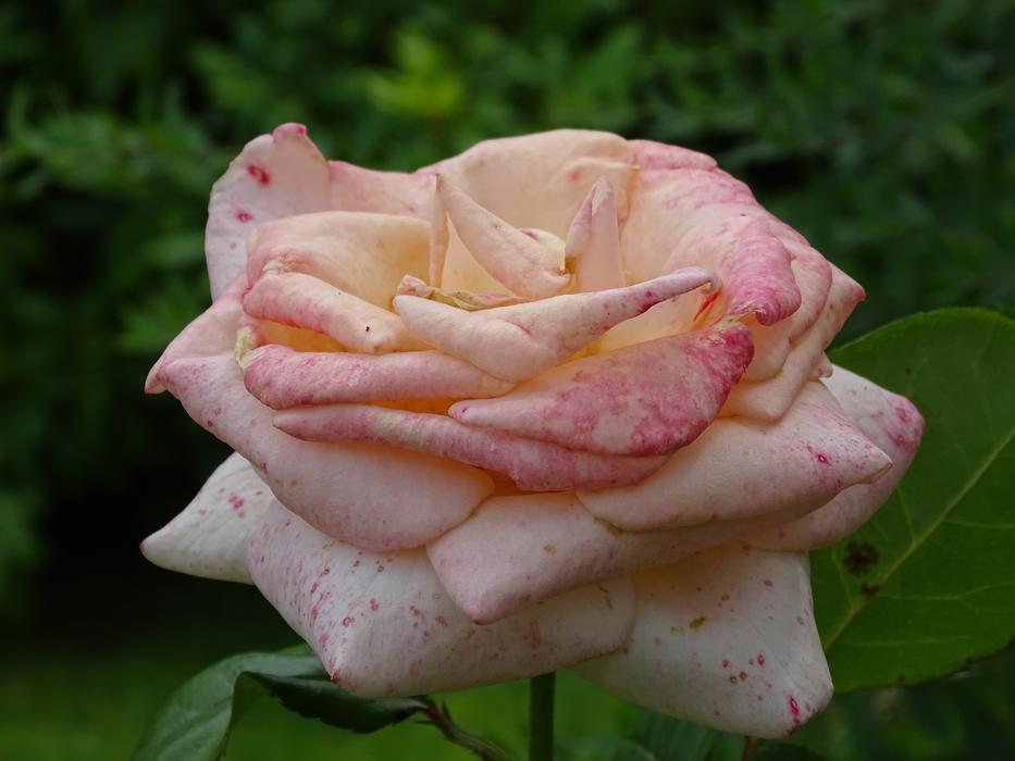 Flower Nature Plant