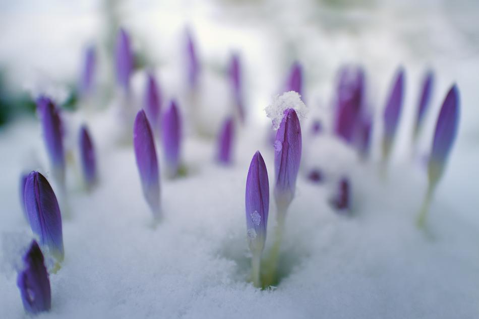 Flower Nature Petal
