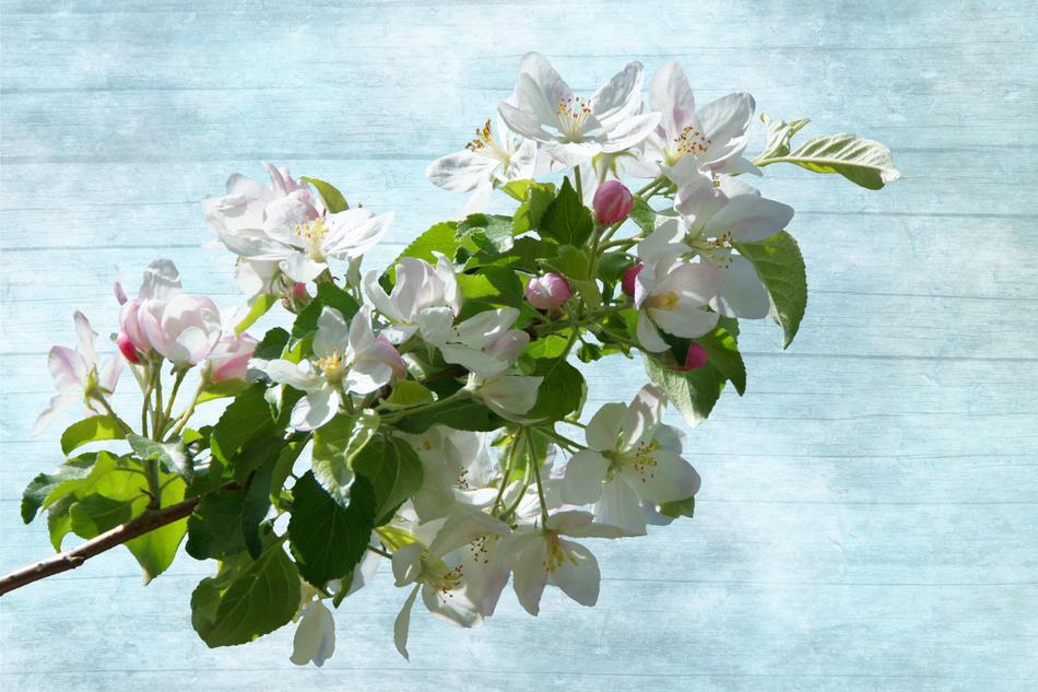 Blossom Bloom Flowering Twig