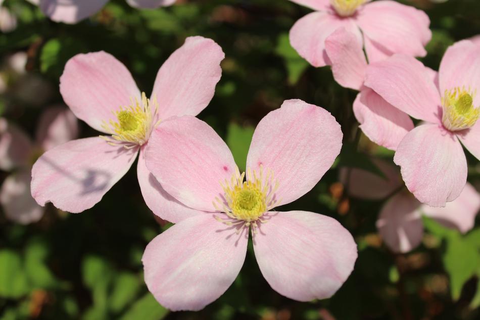 Flower Pink Clematis Close