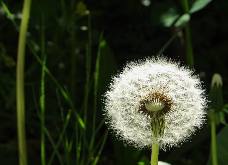 fluffy dandelion hid in the grass
