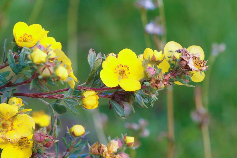 Flower Autumn Nature