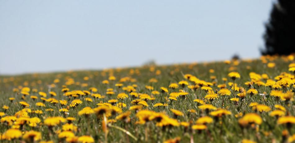 Dandelion Meadow