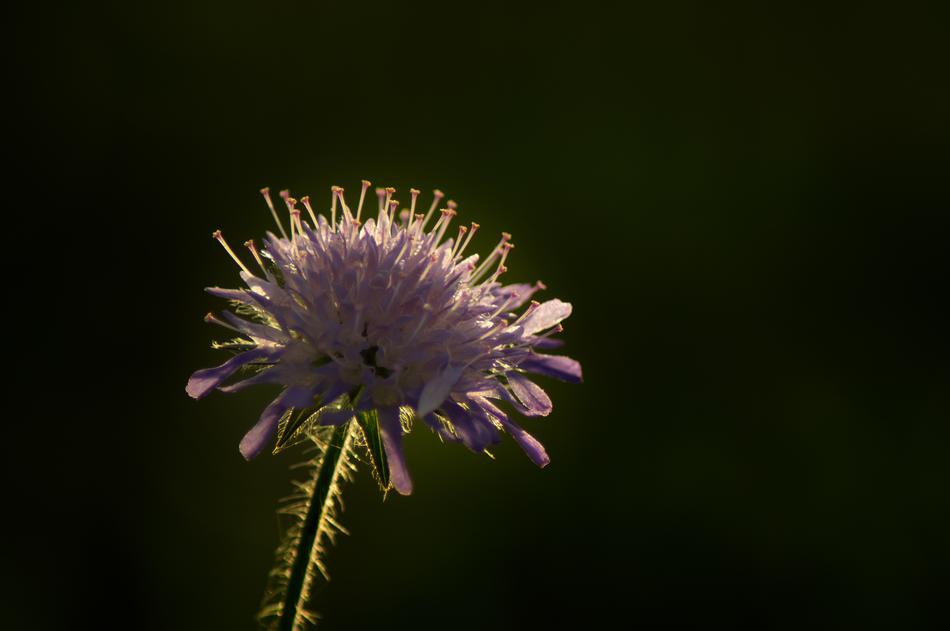 Flower Bloom The Way Hiking Close