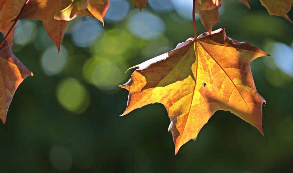 fall's beautiful leaves on the tree