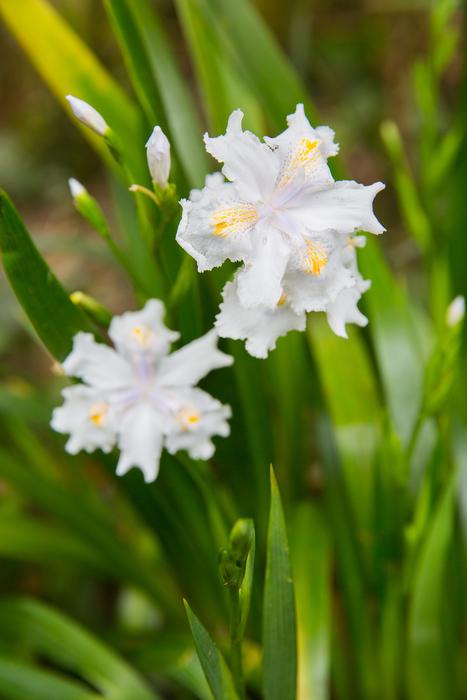 Nature Plant Flower