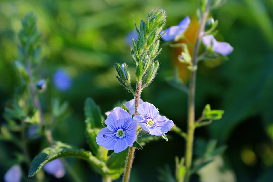Flower Grass Blue
