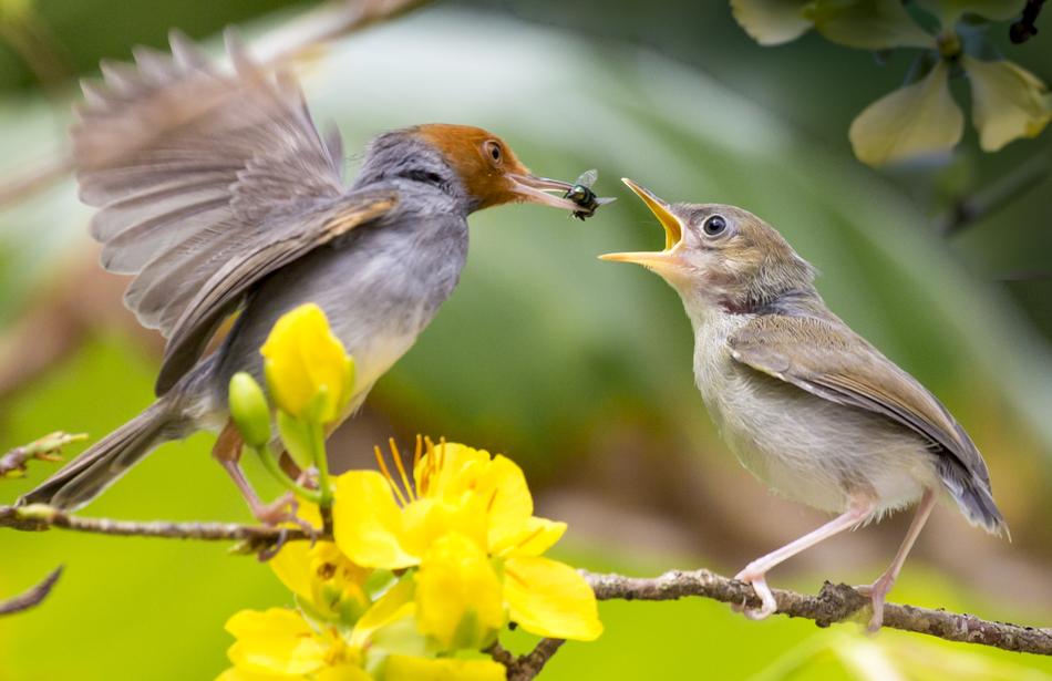 Nature Bird Wildlife