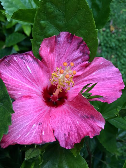 Ibisco Pink Petals