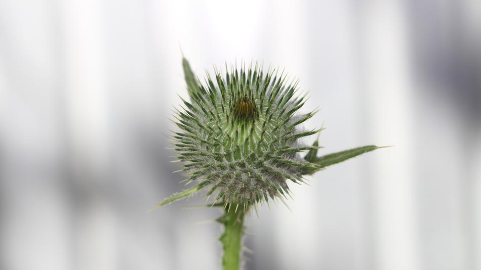 Nature Plant No One