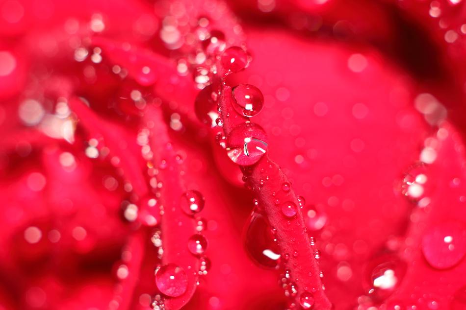 Rosa Pearl Background No