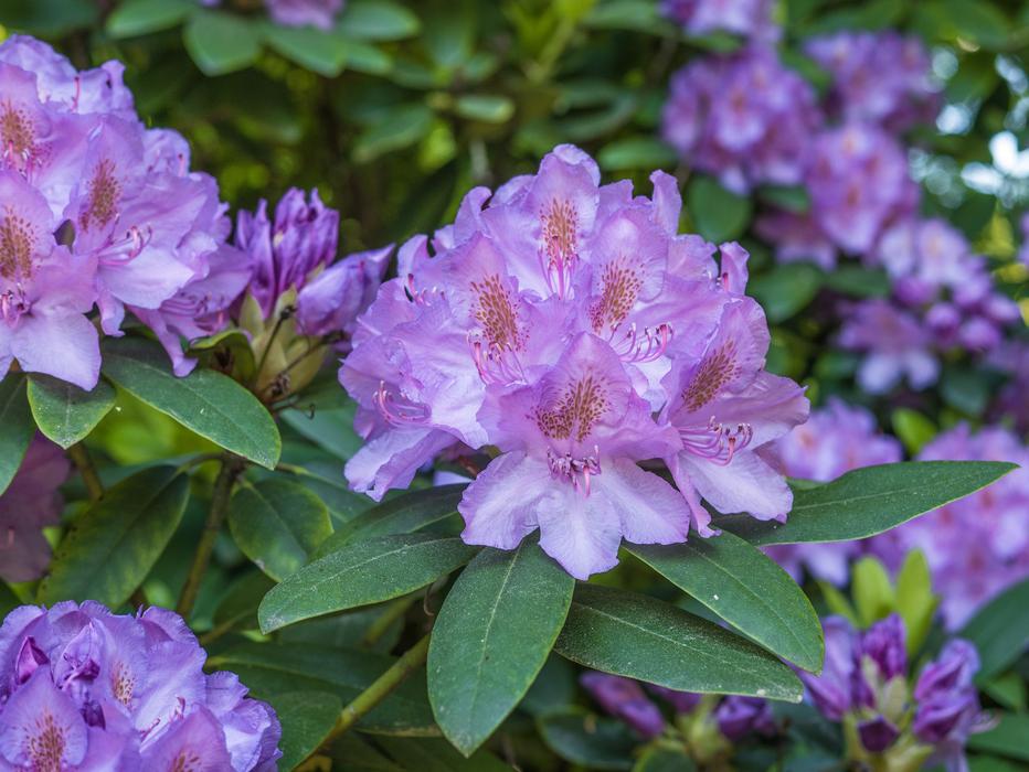 Flower Purple Rhododendron Blossom