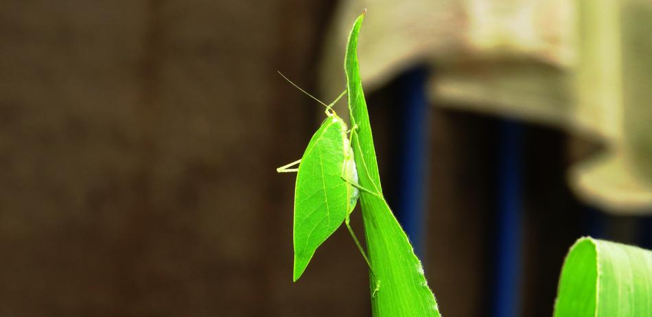 Nature Insect