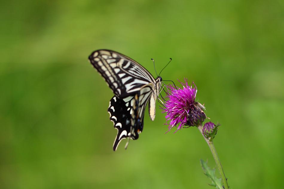 Butterfly Nature Insects