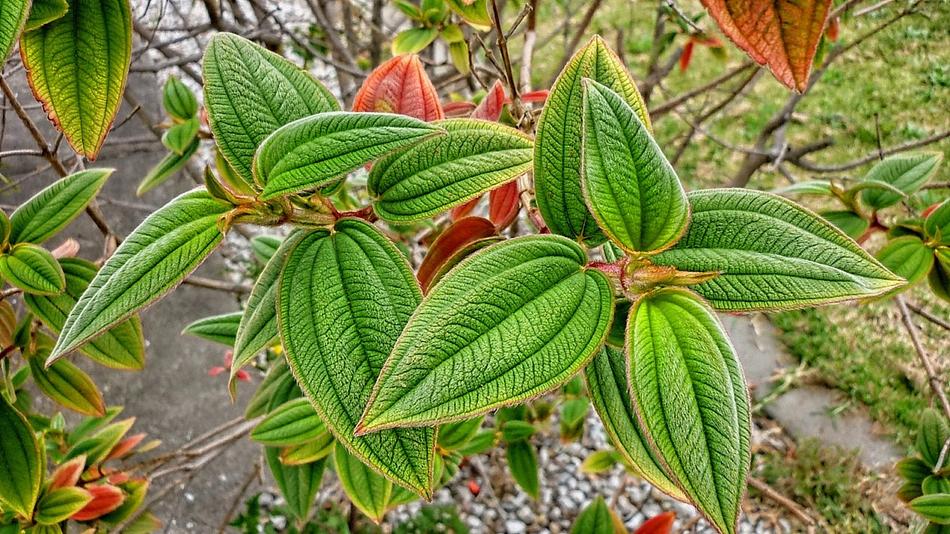 The flora of the plant is green beautifully