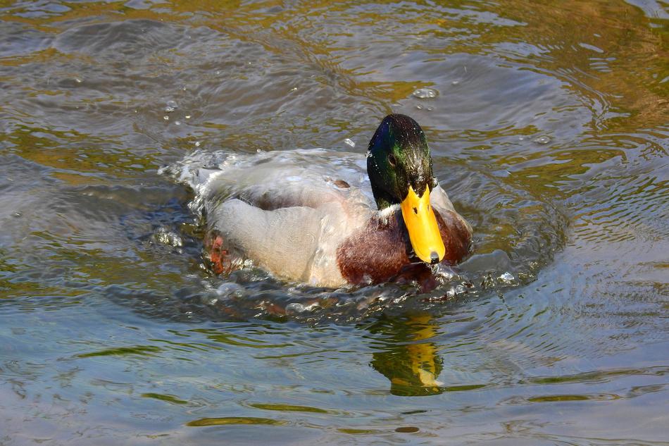 Duck River Nature