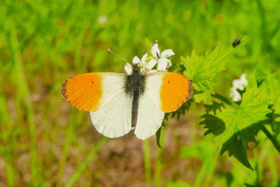 Animals Invertebrates Butterfly