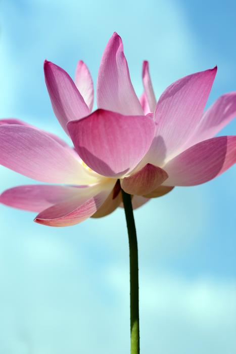 Flora Flower Nature