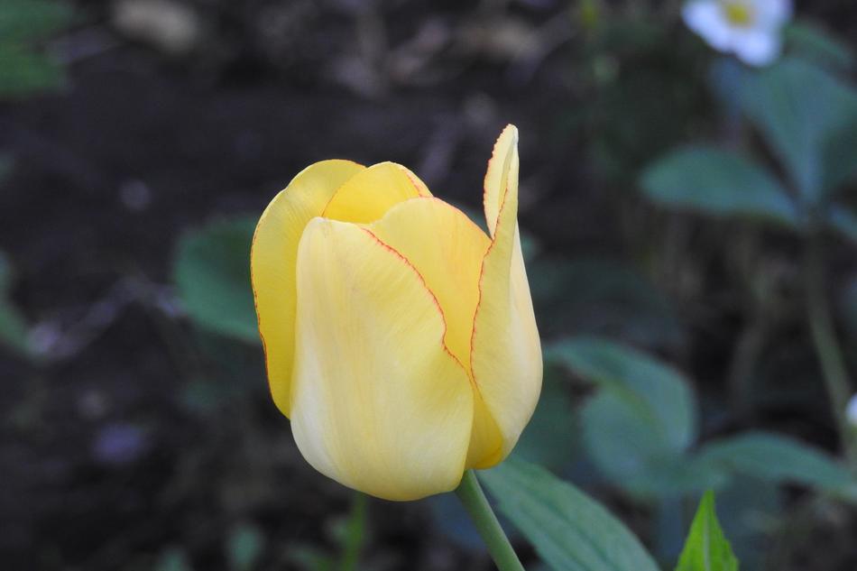 Tulip Yellow Flower Garden