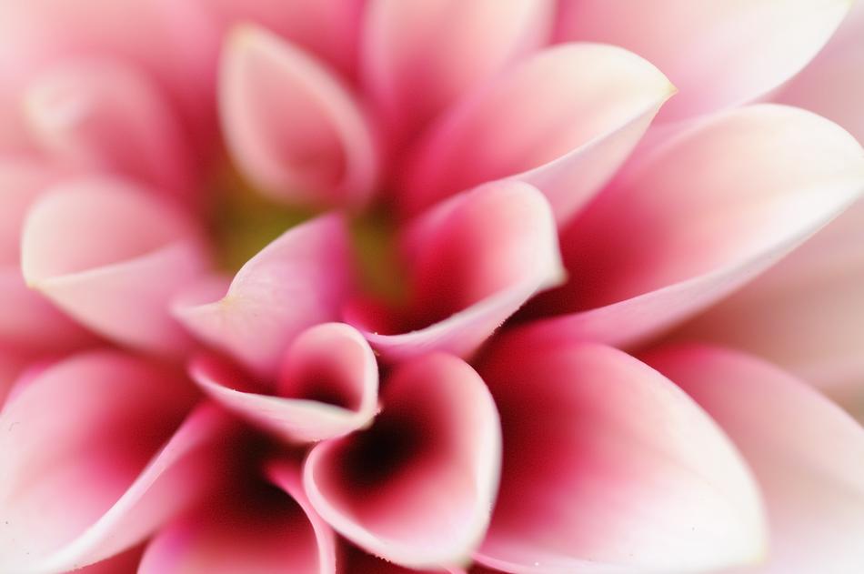 Flower Pink Plant
