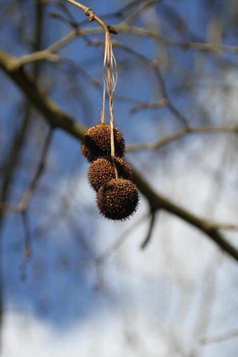 Fruit Winter Tree