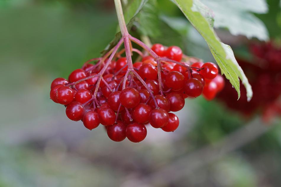 Fruit Nature Leaf