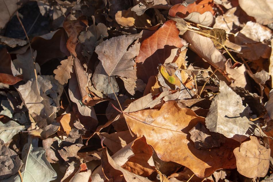 There are a lot of dry leaves in the field