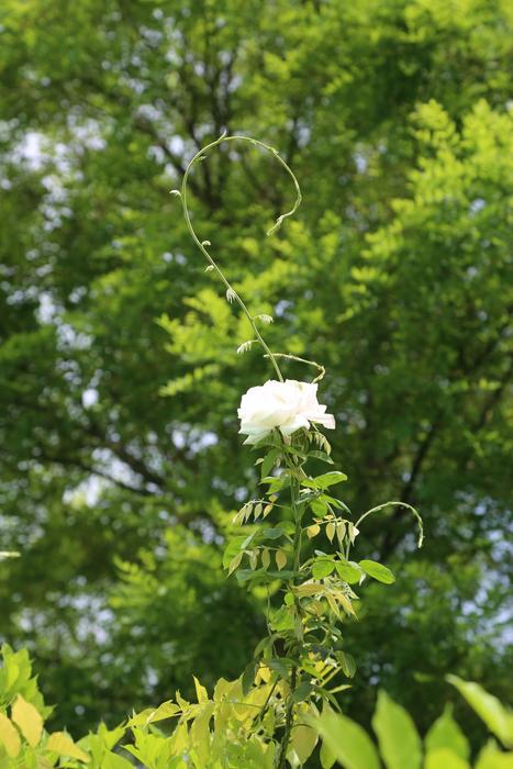 Tree Rose Flower