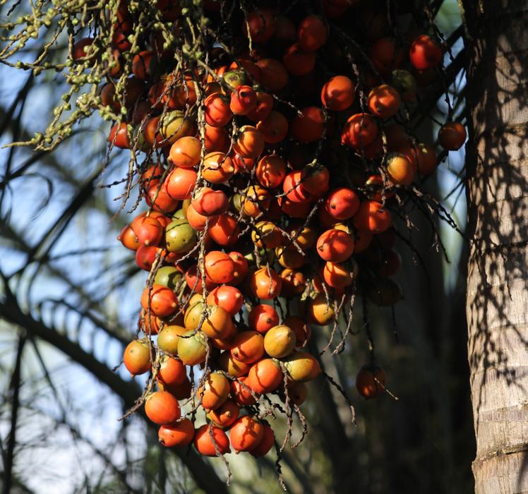 branch of ripe fruit