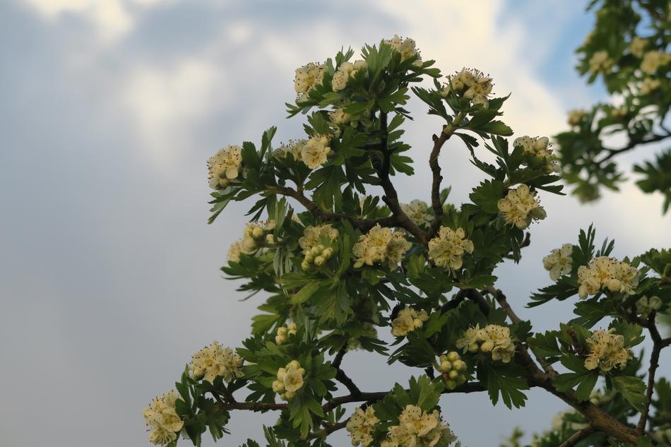white flowers with foliage in the clouds