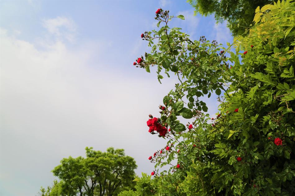 Nature Rose Flower Red