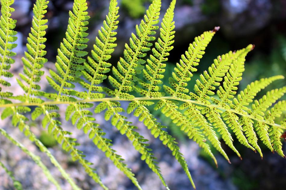 Fern Forest Plants Green