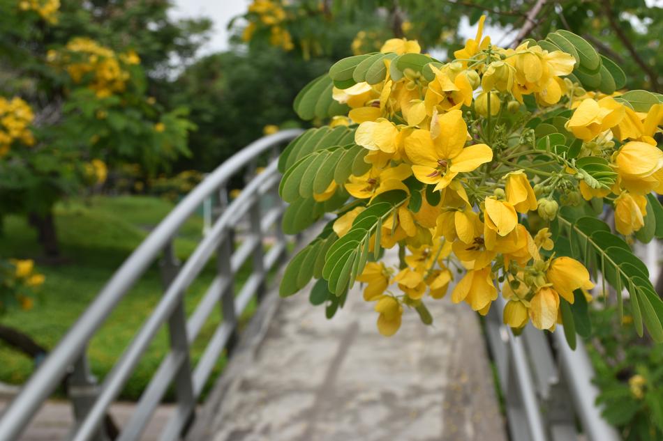 Blossoms Bridge Flowers
