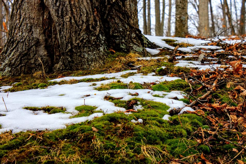Nature Wood Tree