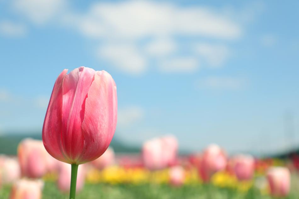 Flower Beautiful Flowers And