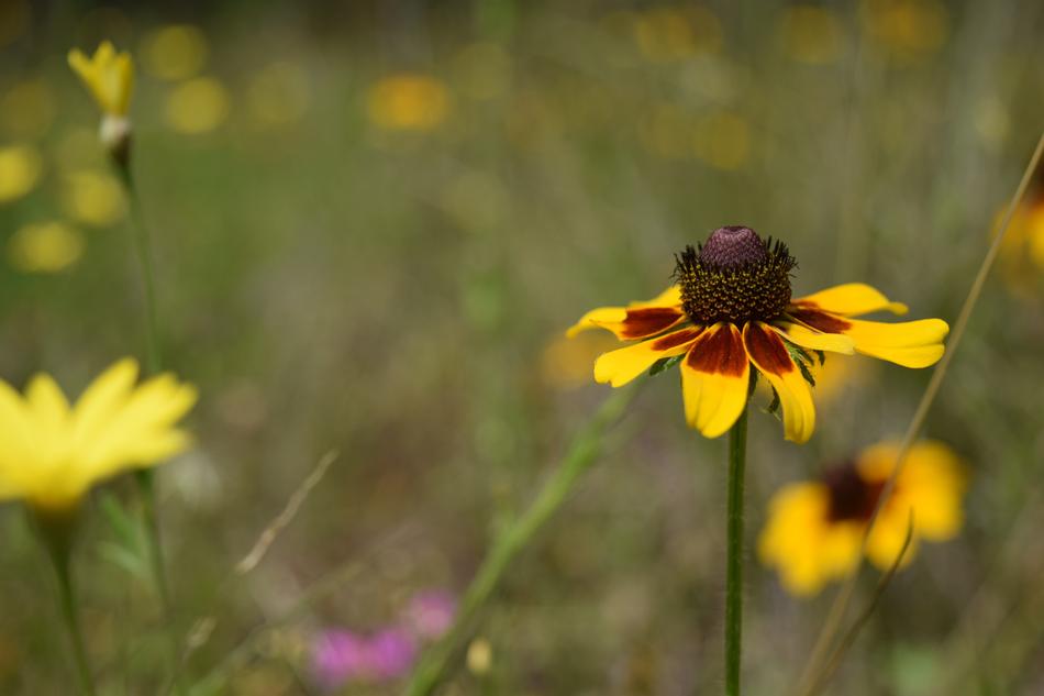Flower Texas Wild