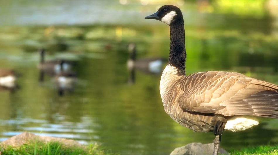Nature Pool Bird